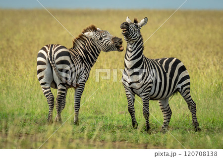 Plains zebra stands swinging to bite another 120708138