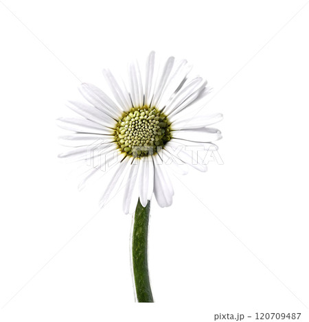 Cineraria flower isolated on a transparent background Cineraria flower isolated on a transparent background 120709487