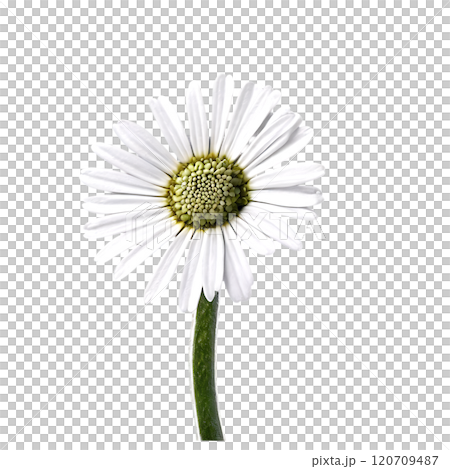Cineraria flower isolated on a transparent background 120709487