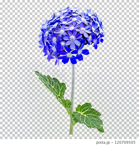 Cineraria flower isolated on a transparent background 120709505