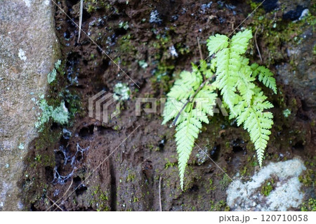 シダの葉が生える風景 120710058