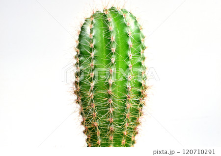 Indoor cactus plant with thorns. 120710291