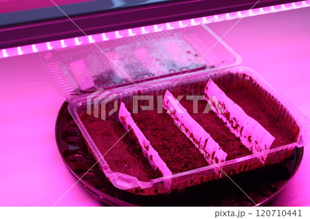 coconut soil in a container for germination of seeds under led pink lights 120710441