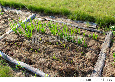 Welsh onion, Tatarka, Tuberous onion planted in the garden in summer, greens 120710455
