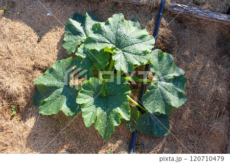 A close-up of a young zucchini plant in a vegetable garden on a June day. A close-up of a young zucchini plant in a vegetable garden on a June day. 120710479