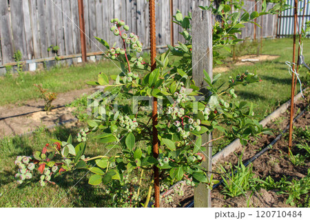 Tall Bush of Green Varietal Blueberries in the Garden in June. lots of berries Tall Bush of Green Varietal Blueberries in the Garden in June. lots of berries 120710484