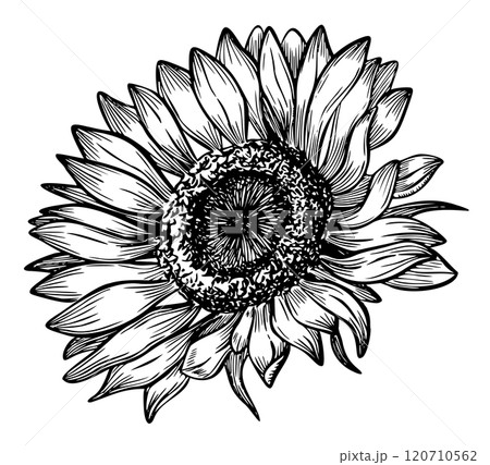 Vector Sunflower Illustration in outline style. Seasonal autumn Flower painted by black inks for harvest festival invitations or fall greeting card. Line art floral etching for icon or logo. Vector Sunflower Illustration in outline style. Seasonal autumn Flower painted by black inks for harvest festival invitations or fall greeting card. Line art floral etching for icon or logo. 120710562