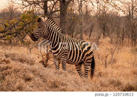 Plains Zebra Standing in Grassland, Kruger, South Africa 120710613