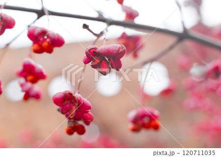 Deciduous shrub, pink flowers with orange seeds of euonymus europaeus or spindle. Celastraceae Deciduous shrub, pink flowers with orange seeds of euonymus europaeus or spindle. Celastraceae 120711035