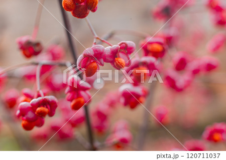 Deciduous shrub, pink flowers with orange seeds of euonymus europaeus or spindle. Celastraceae 120711037
