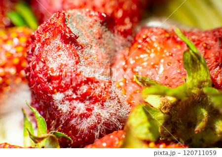 mold on strawberries. The spoiled berry has been covered with black mold mold on strawberries. The spoiled berry has been covered with black mold 120711059