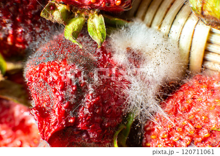mold on strawberries. The spoiled berry has been covered with black mold mold on strawberries. The spoiled berry has been covered with black mold 120711061