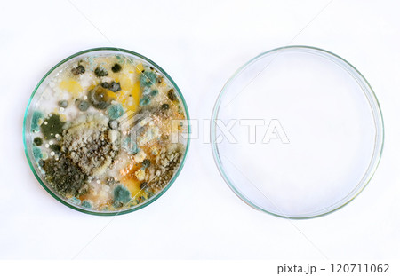 petri dish, mold, various types of fungi 120711062