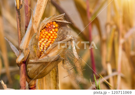 dry corn cob in the sunset field 120711069