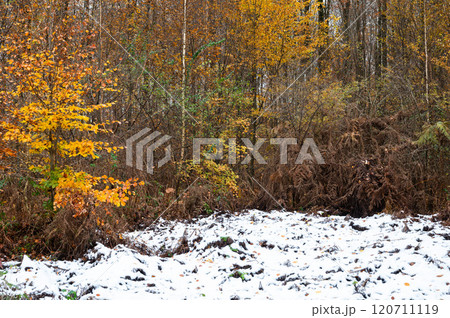 Colorful autumn wood with white snow carpet in Oud-Heverlee, Belgium 120711119
