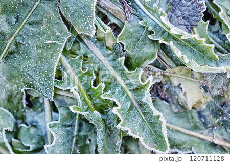 Frost Covering Dandelion Leaves in a Cool Morning Landscape 120711128