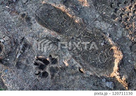 Footprint and Animal Paw Print in Wet Sand at a Nature Trail 120711130