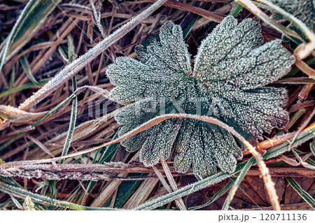 Frost-covered Leaf Resting on the Grass During Early Morning Hours in Nature 120711136