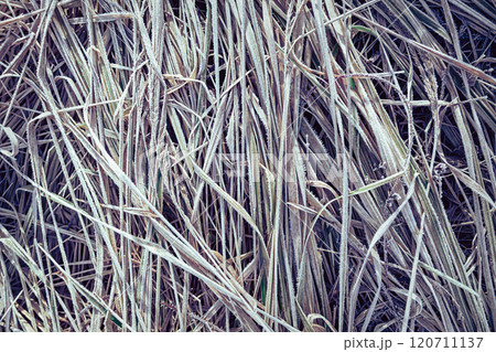 Frosty Grass Blades Glisten in the Early Morning Light on a Chilly Autumn Day Frosty Grass Blades Glisten in the Early Morning Light on a Chilly Autumn Day 120711137