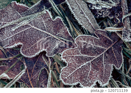 Frost-covered Leaves Resting on the Ground in Early Morning Light Frost-covered Leaves Resting on the Ground in Early Morning Light 120711139