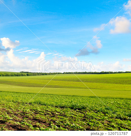 field with young sprouts sunflower and sky with clouds field with young sprouts sunflower and sky with clouds 120711787