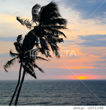 Sea, palm tree silhouette and bright sunset. Sea, palm tree silhouette and bright sunset. 120711789