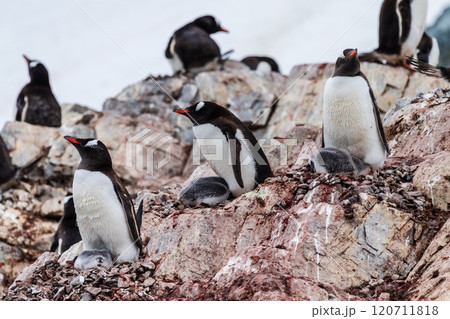 Gentoo Penguin colony on Cuverville island Gentoo Penguin colony on Cuverville island 120711818