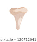 Chanterelle on a white background vector illustration. 120712041