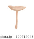 Mushroom on a white background vector illustration. 120712043