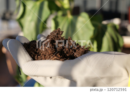 A Hand Holding Rich, Fertile Soil Perfect for Gardening, Planting, and Nurturing Plants A Hand Holding Rich, Fertile Soil Perfect for Gardening, Planting, and Nurturing Plants 120712591
