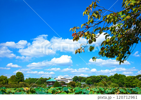 上野の不忍池の蓮池と辯天堂 ベニユタカ 上野の不忍池の蓮池と辯天堂 ベニユタカ 120712961