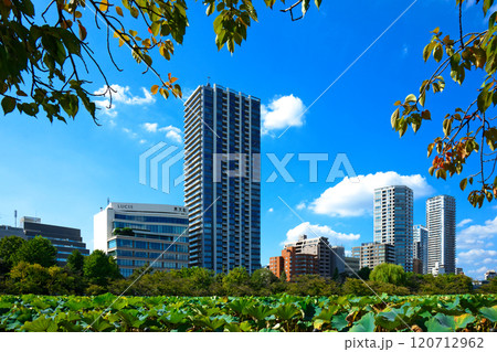 上野の不忍池の蓮池と高層住宅 ベニユタカ 上野の不忍池の蓮池と高層住宅 ベニユタカ 120712962