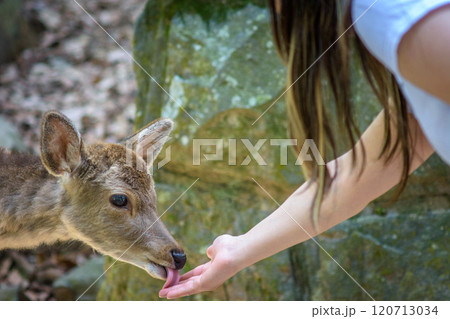 Tourist feeding deer crackers called Shika senbei to deer in Nara park in Nara, Japan 120713034