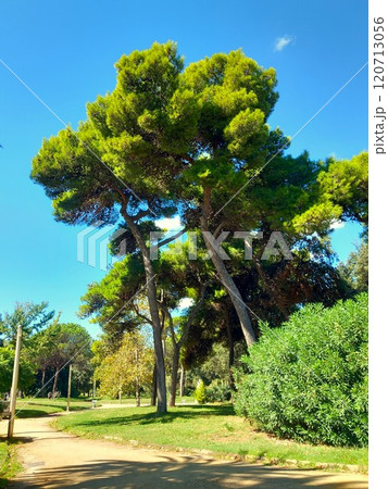 pine tree in the park pine tree in the park 120713056