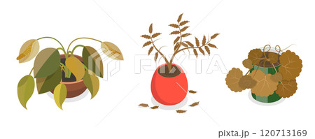 3D Isometric Flat  Set of Withered Houseplants In Pots, Fading Indoor Plants 120713169