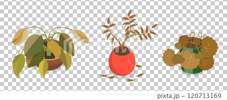 3D Isometric Flat  Set of Withered Houseplants In Pots, Fading Indoor Plants 120713169
