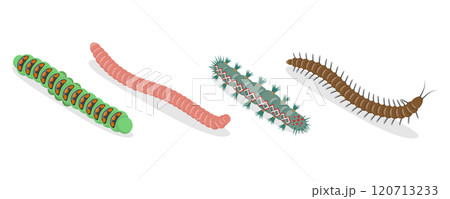 3D Isometric Flat  Set of Caterpillars And Worms, Biology and Education 120713233