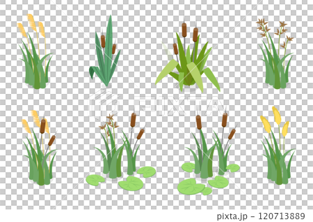3D Isometric Flat  Set of Lake Aquatic Plants, Marsh Reed 120713889