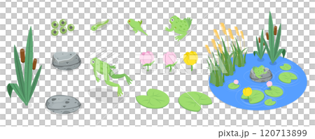 3D Isometric Flat  Set of Cartoon Frogs, Toad Life Cycle 120713899
