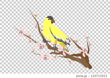 3D Isometric Flat  Illustration of Blossoming Sakura, Goldfinch Bird 120713915