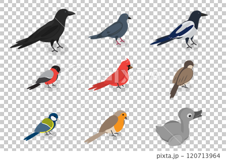3D Isometric Flat  Set of City Birds, Sparrow, Tit, Pigeon, and Crow 120713964