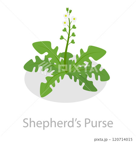 3D Isometric Flat  Set of Astringent Herbs. Item 4 120714015