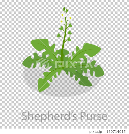 3D Isometric Flat  Set of Astringent Herbs. Item 4 120714015