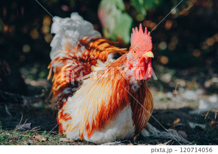 Aggressive rooster in natural habitat, close-up. Rooster looks at camera, preparing to defend his hens. Portrait of a rooster with colorful plumage and comb. Poultry farming, modern agriculture. 120714056