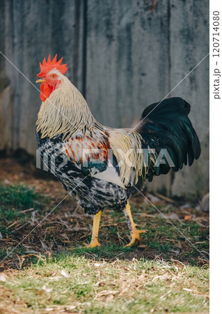 Beautiful rooster. Bright black and white rooster looks at camera. Rooster poses, showing his power in farmyard. Poultry farming, modern agriculture. Production and cultivation of natural products. 120714080