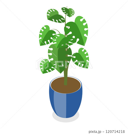 3D Isometric Flat Set of Houseplants. Item 6 3D Isometric Flat Set of Houseplants. Item 6 120714218