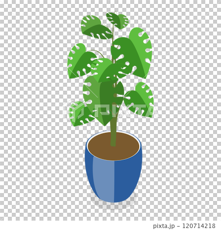 3D Isometric Flat Set of Houseplants. Item 6 3D Isometric Flat Set of Houseplants. Item 6 120714218