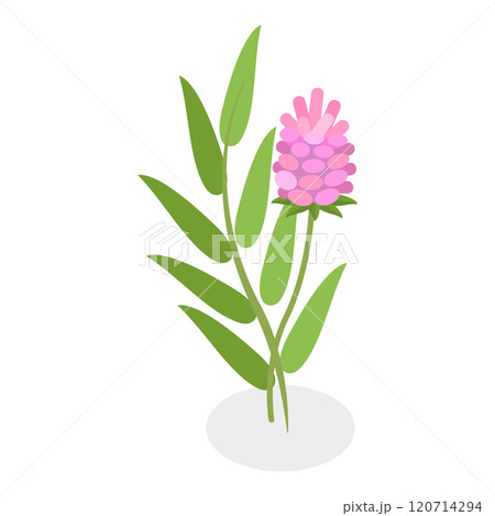 3D Isometric Flat  Set of Medical Herbs And Berries. Item 2 120714294