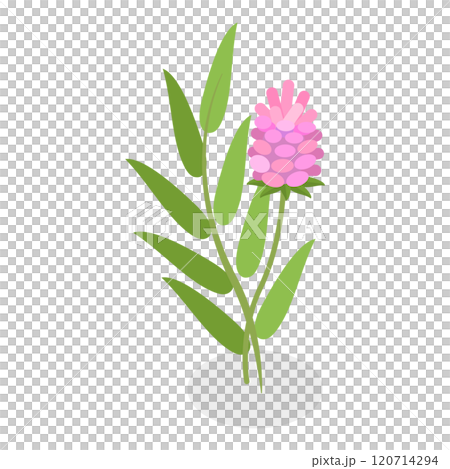 3D Isometric Flat  Set of Medical Herbs And Berries. Item 2 120714294