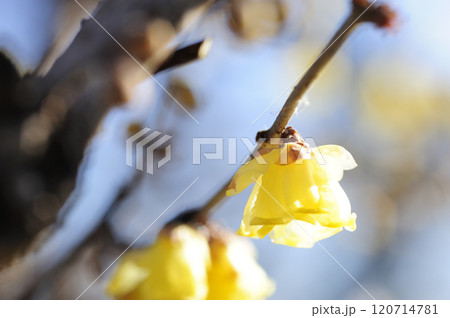 春を告げるロウバイの花 120714781